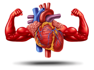Suy tim tâm trương: Nguyên nhân, dấu hiệu và cách phòng ngừa