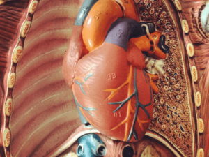Suy tim là gì? Định Nghĩa, nguyên nhân và cách phòng ngừa